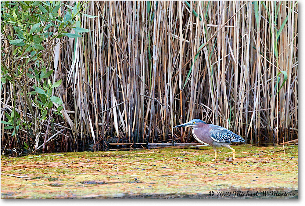 GreenHeron_2020Jun20_4DXB7615 copy