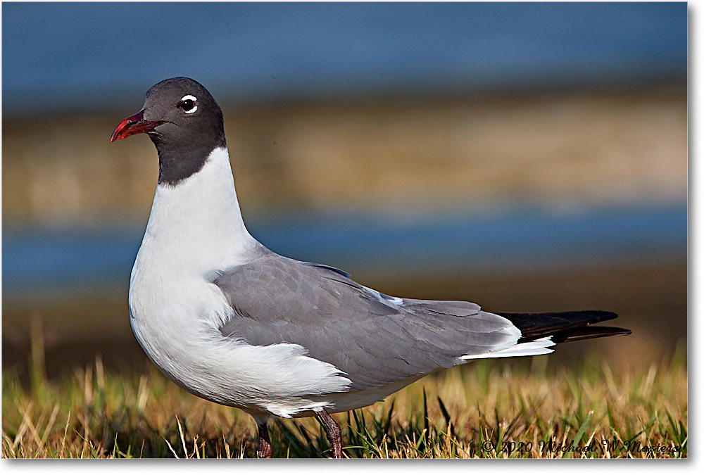 LaughingGull_2020Jun20_4DXB7661 copy