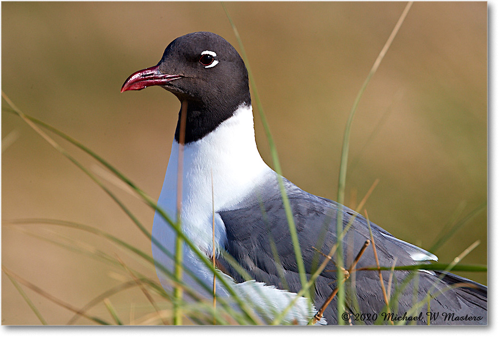 LaughingGull_2020Jun20_4DXB7915 copy