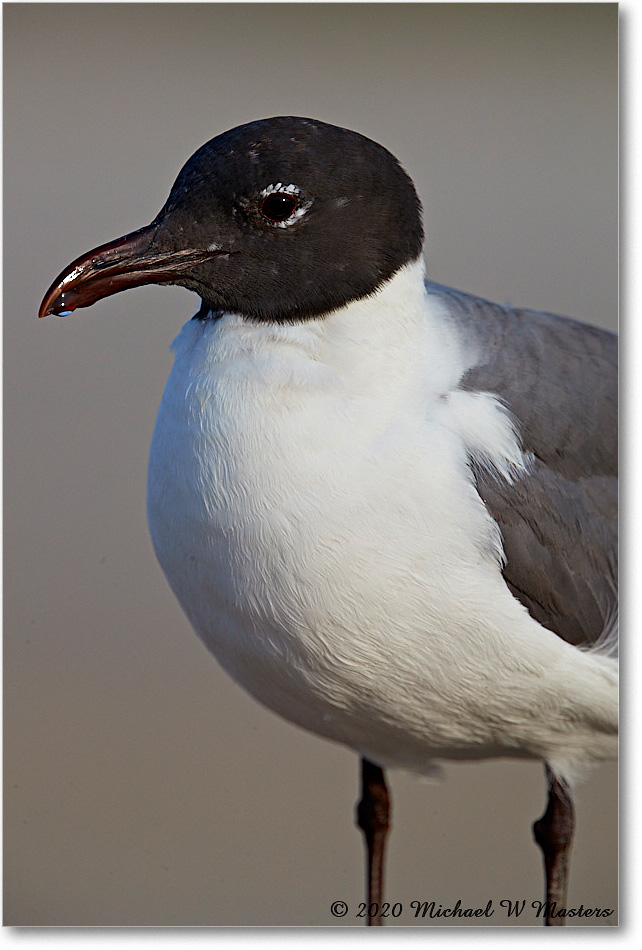 LaughingGull_2020Jun20_4DXB8067 copy