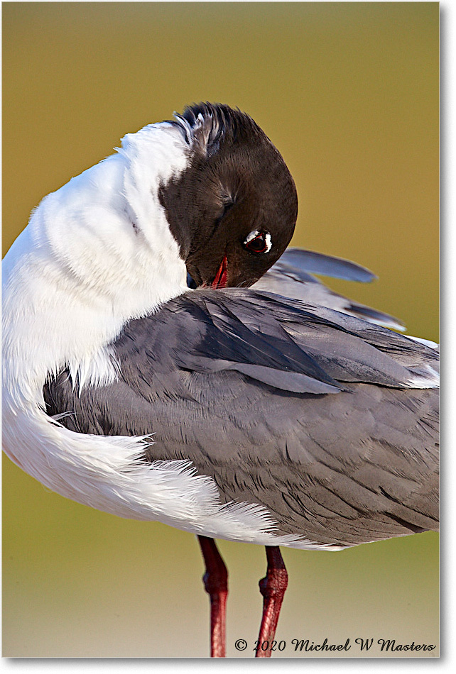 LaughingGull_2020Jun20_4DXB8073 copy