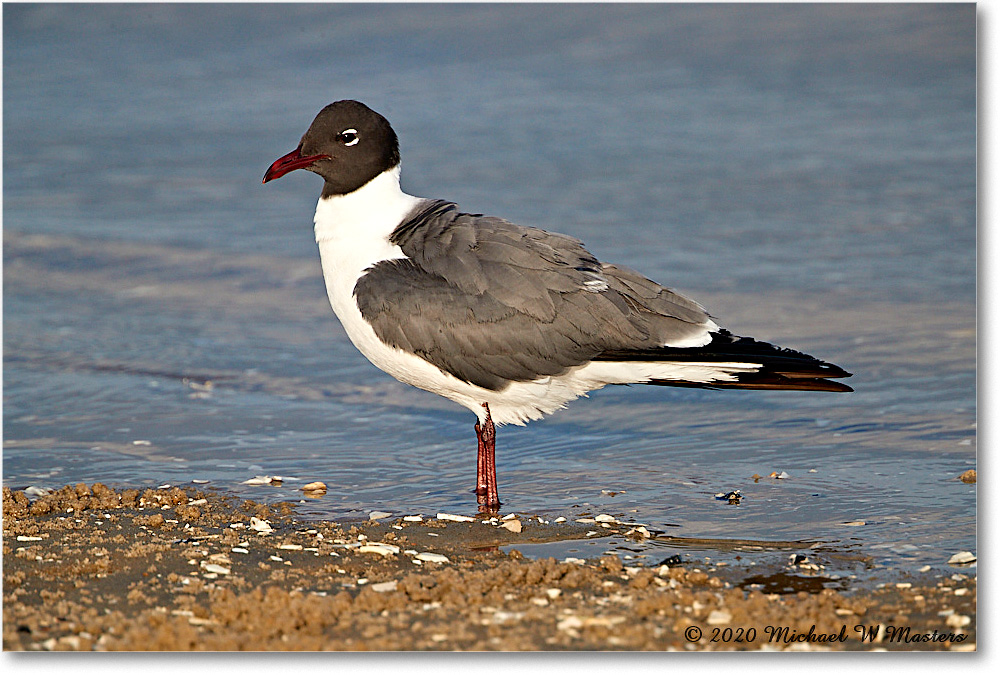 LaughingGull_2020Jun20_4DXB8389 copy