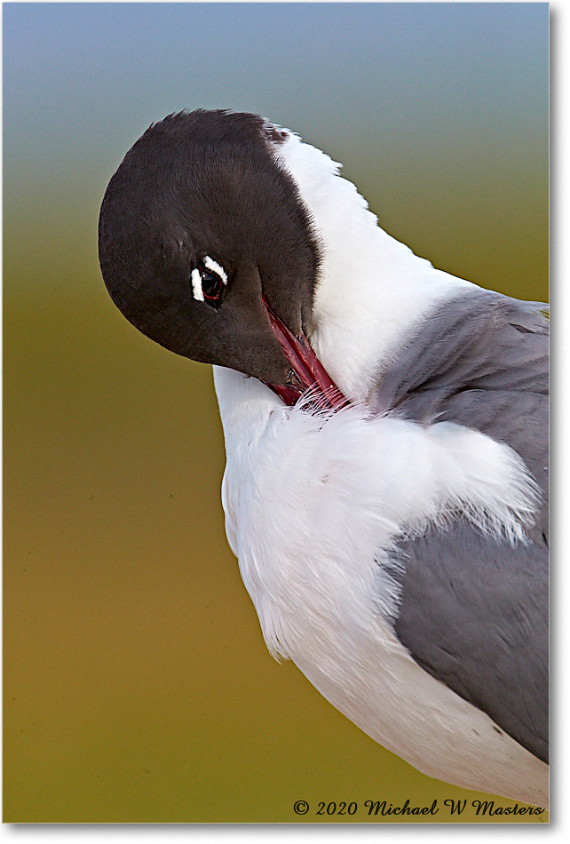 LaughingGull_2020Jun20_4DXB8473 copy