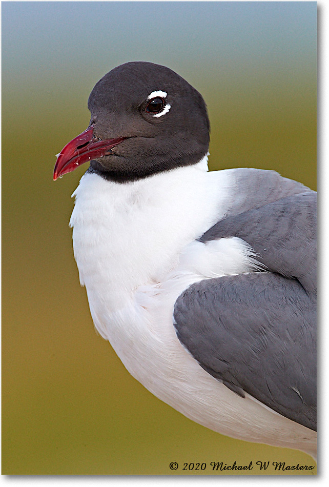 LaughingGull_2020Jun20_4DXB8481 copy