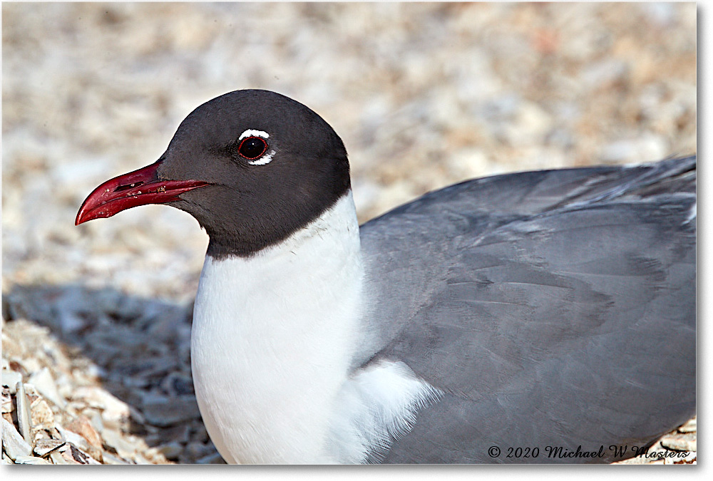 LaughingGull_2020Jun20_4DXB8487 copy