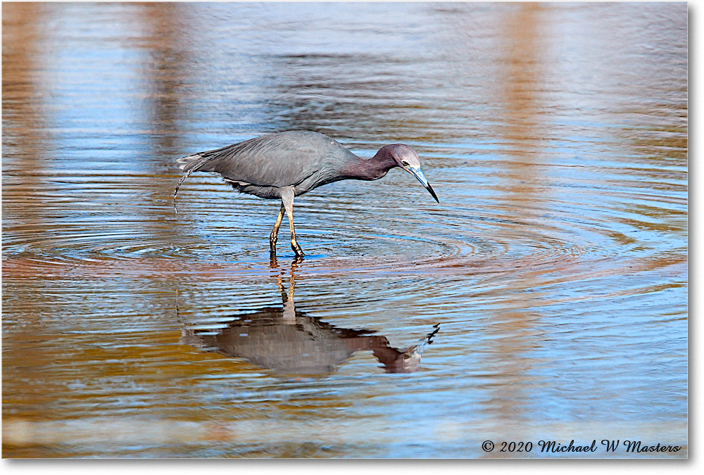 LittleBlueHeron_2020Jun20_3DXA4536 copy