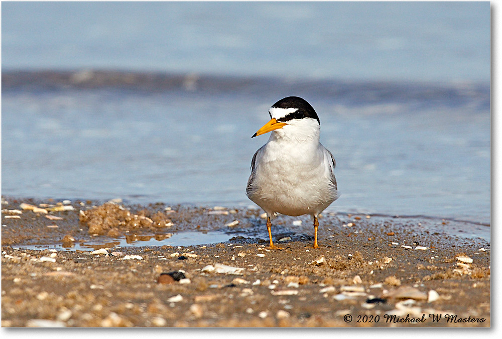 LittleTern_2020Jun20_3DXA4752 copy