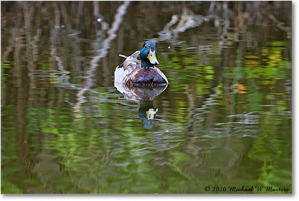 Mallaard_2020Jun20_4DXB6862 copy