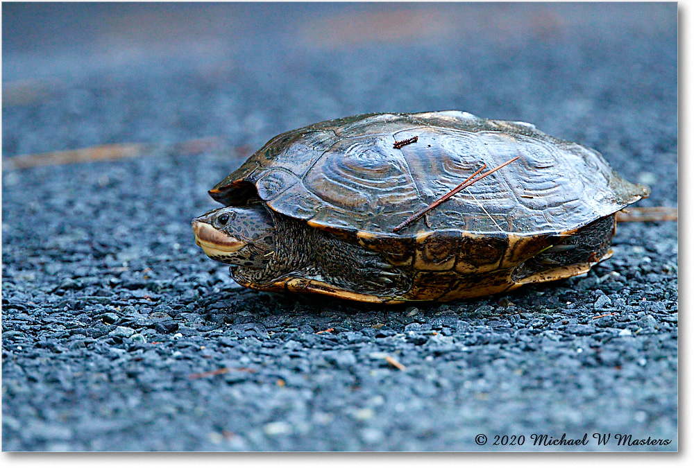 NorthernDiamondbackTurtle_2020Jun20_4DXB7708 copy