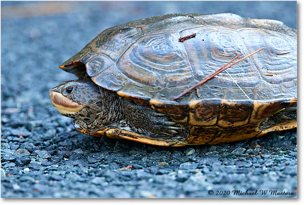 NorthernDiamondbackTurtle_2020Jun20_4DXB7712 copy