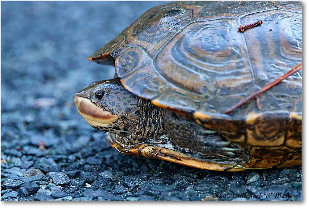 NorthernDiamondbackTurtle_2020Jun20_4DXB7725 copy