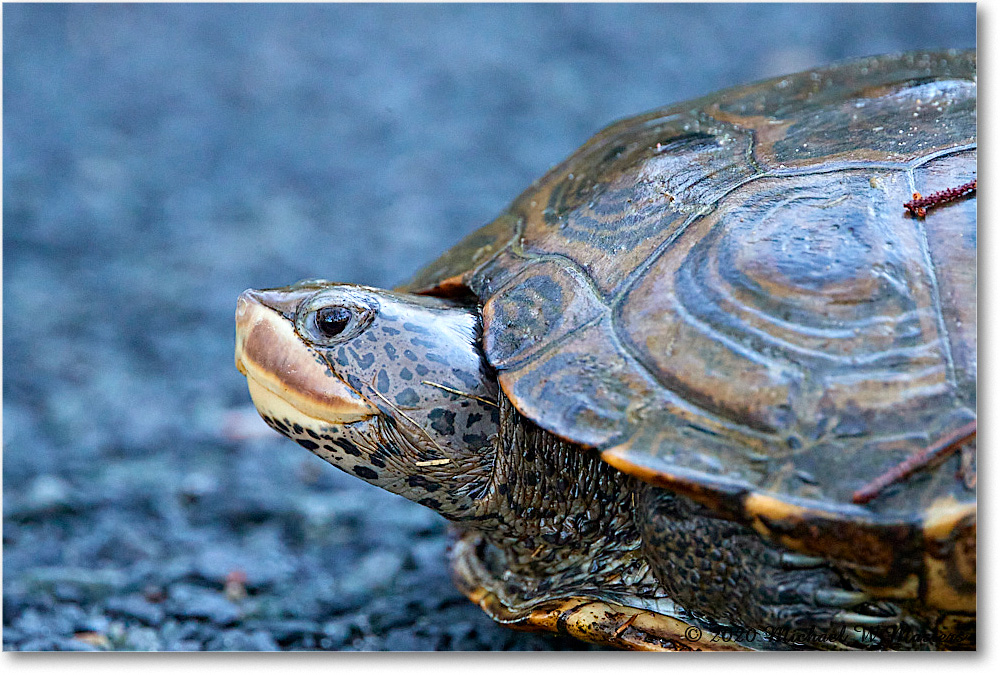 NorthernDiamondbackTurtle_2020Jun20_4DXB7733 copy