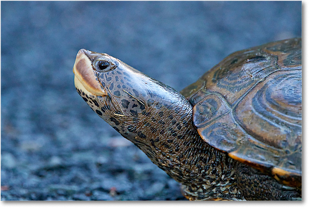 NorthernDiamondbackTurtle_2020Jun20_4DXB7737 copy