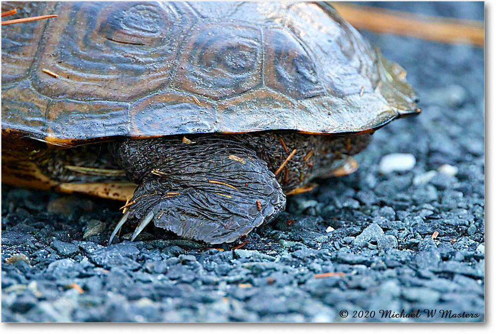 NorthernDiamondbackTurtle_2020Jun20_4DXB7750 copy