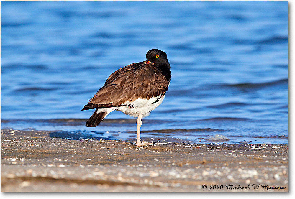 Oystercatcher_2020Jun20_3DXA4461 copy
