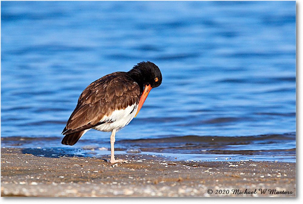 Oystercatcher_2020Jun20_3DXA4469 copy