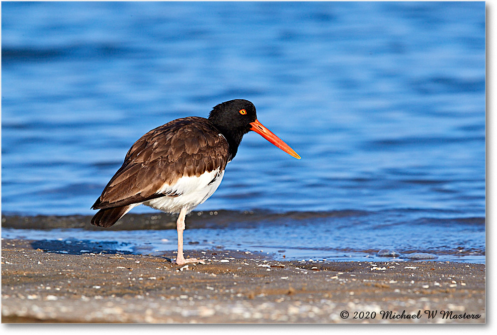 Oystercatcher_2020Jun20_3DXA4473 copy