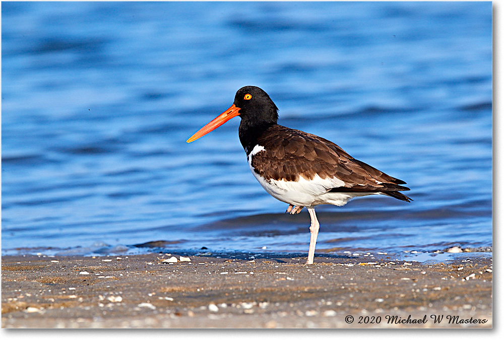 Oystercatcher_2020Jun20_3DXA4480 copy