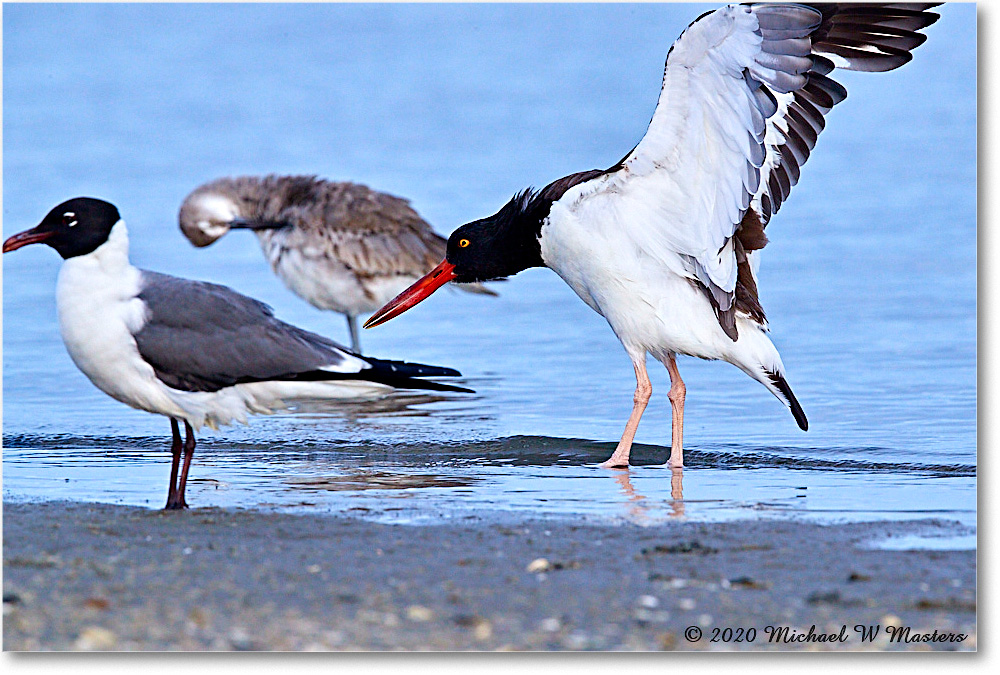 Oystercatcher_2020Jun20_3DXA4599 copy