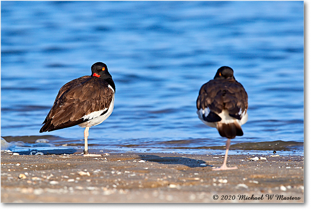 Oystercatchers_2020Jun20_3DXA4463 copy