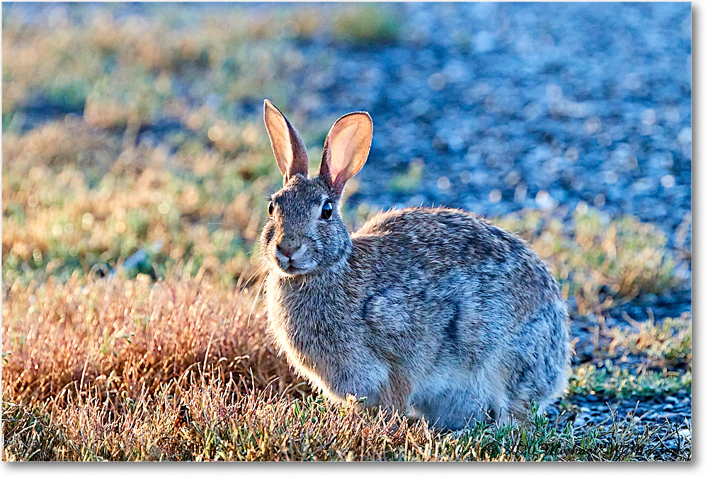 Rabbit_2020Jun20_4DXB7642 copy