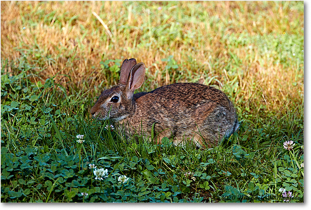 Rabbit_2020Jun20_4DXB7681 copy
