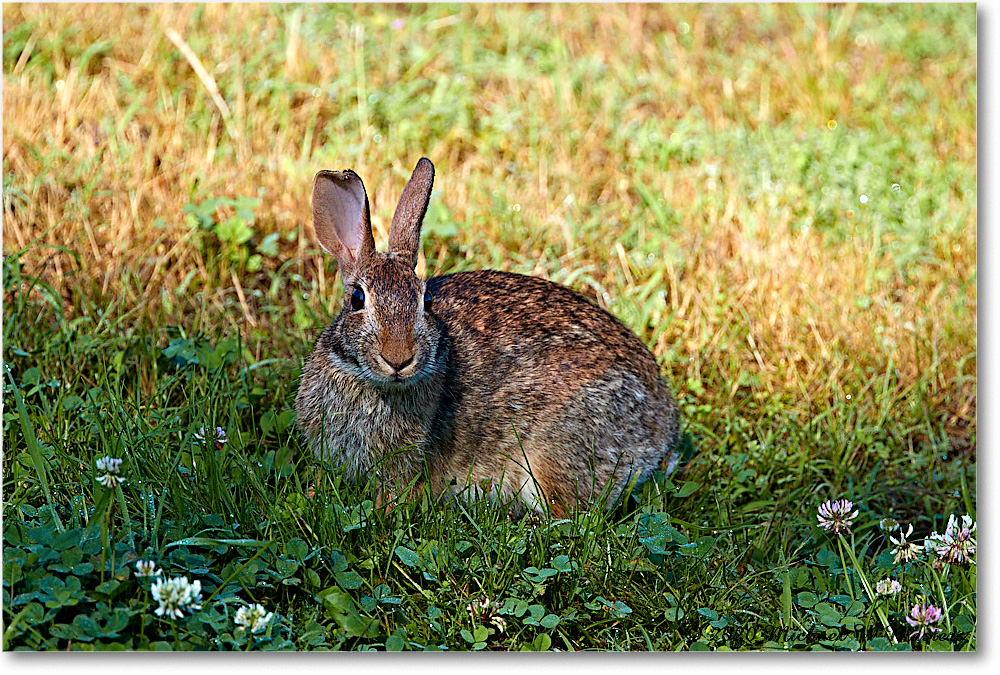 Rabbit_2020Jun20_4DXB7699 copy