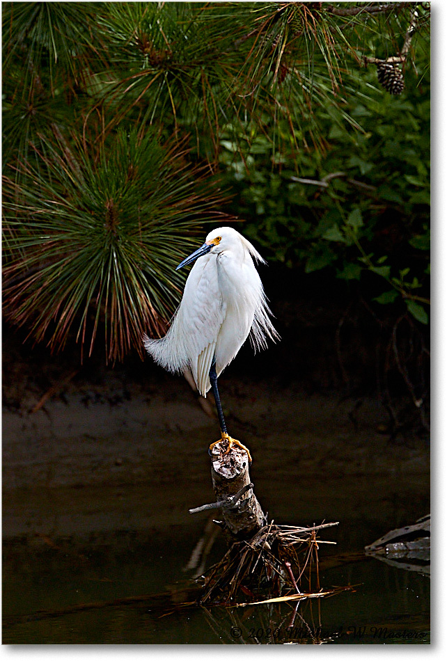SnowyEgret_2020Jun20_4DXB7351 copy