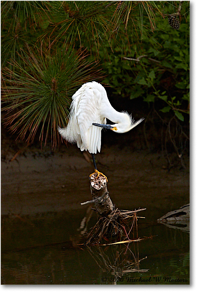 SnowyEgret_2020Jun20_4DXB7467 copy