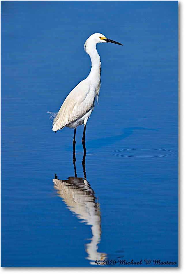 SnowyEgret_2020Jun20_4DXB7771 copy