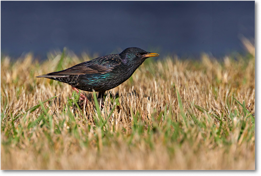 Starling_Chincoteague_2020June_4DXB7677 copy