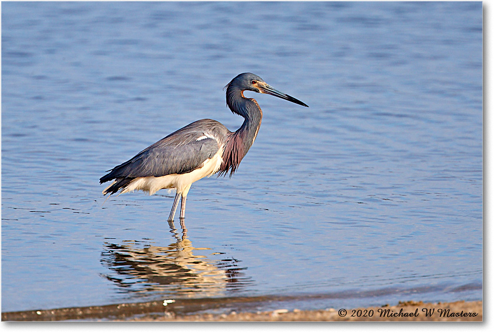 TricolorHeron_2020Jun20_4DXB8102 copy