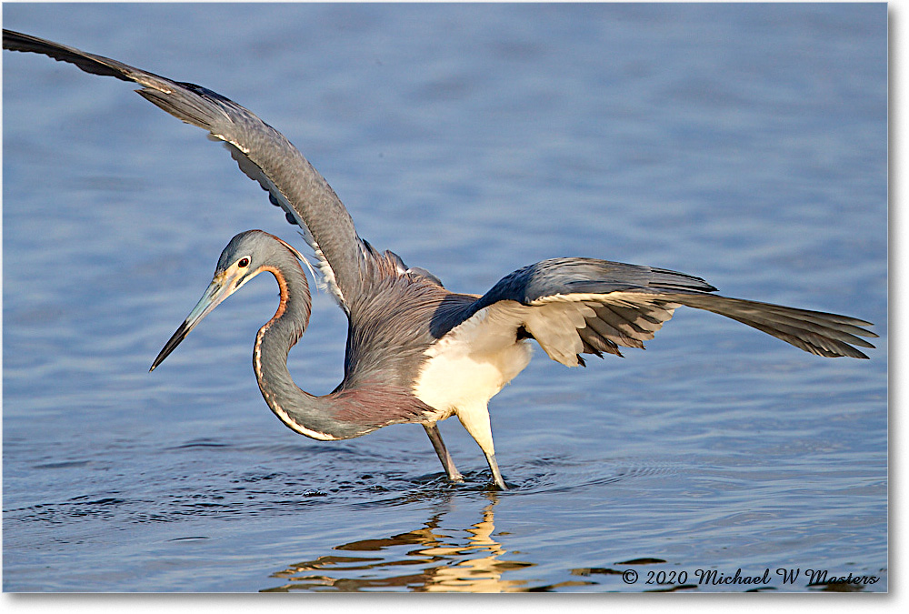 TricolorHeron_2020Jun20_4DXB8172 copy