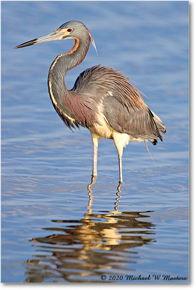 TricolorHeron_2020Jun20_4DXB8187 copy