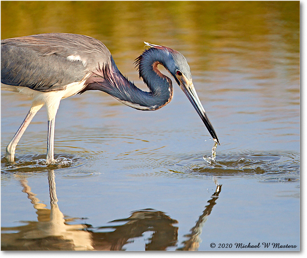 TricolorHeron_2020Jun20_4DXB8245 copy
