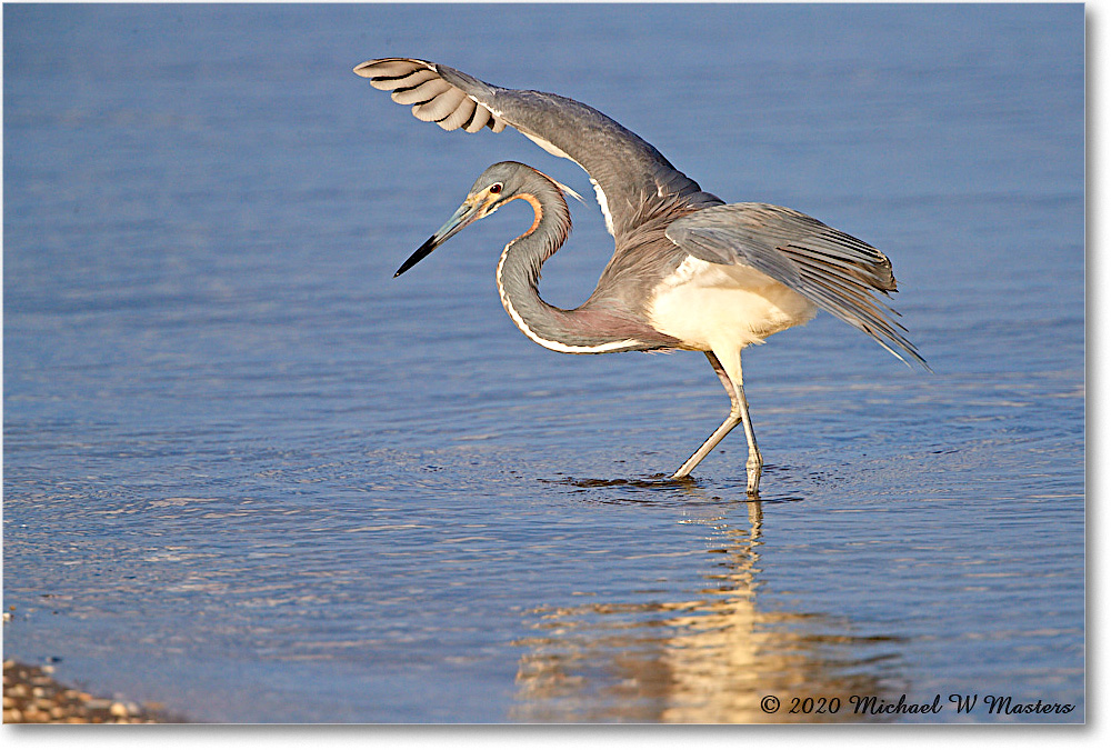 TricolorHeron_2020Jun20_4DXB8272 copy