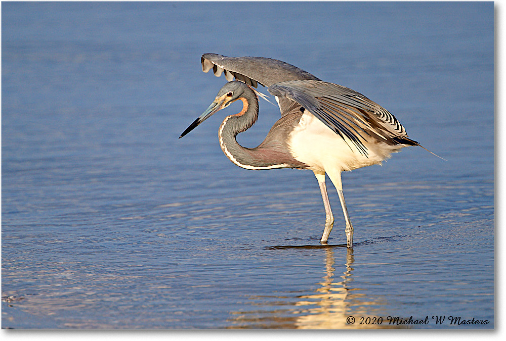 TricolorHeron_2020Jun20_4DXB8277 copy