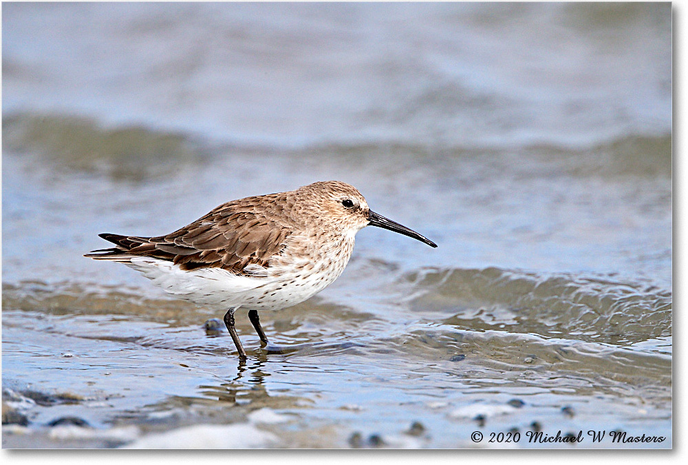 WesternSandpiper_2020Jun20_4DXB7108 copy