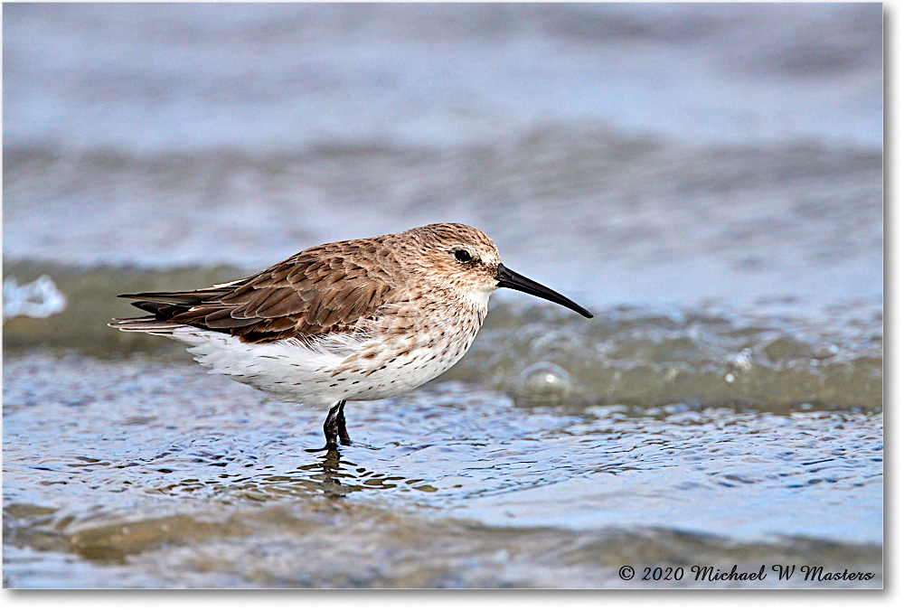 WesternSandpiper_2020Jun20_4DXB7141 copy