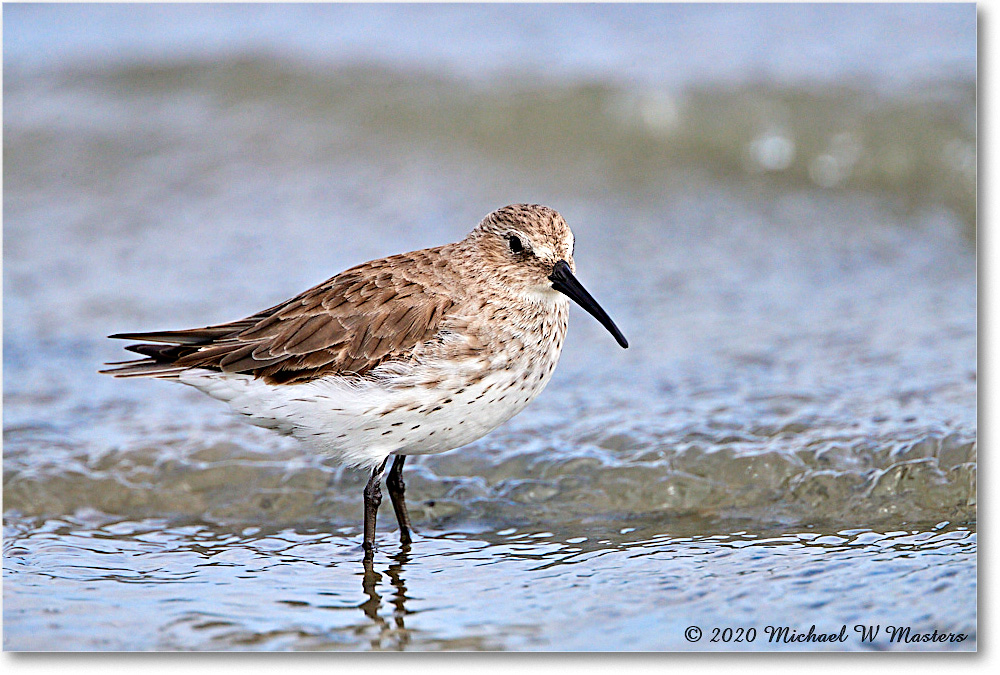 WesternSandpiper_2020Jun20_4DXB7167 copy