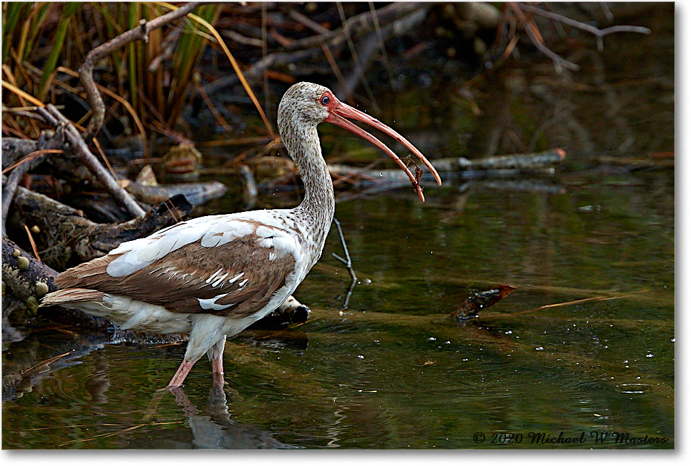 WhiteIbis_2020Jun20_4DXB7272 copy