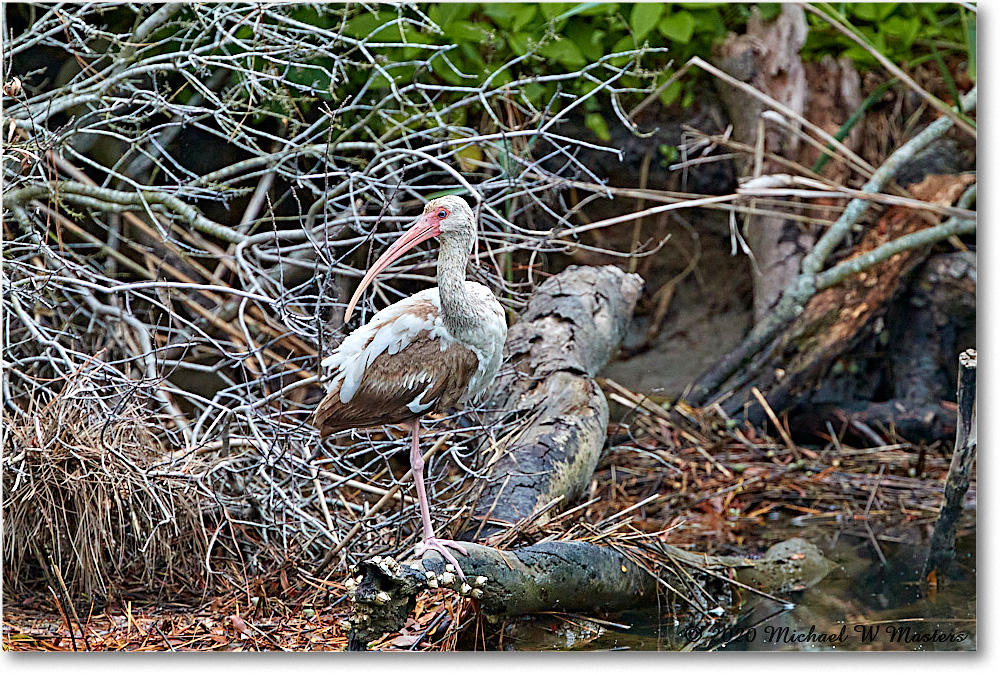 WhiteIbis_2020Jun20_4DXB7401 copy