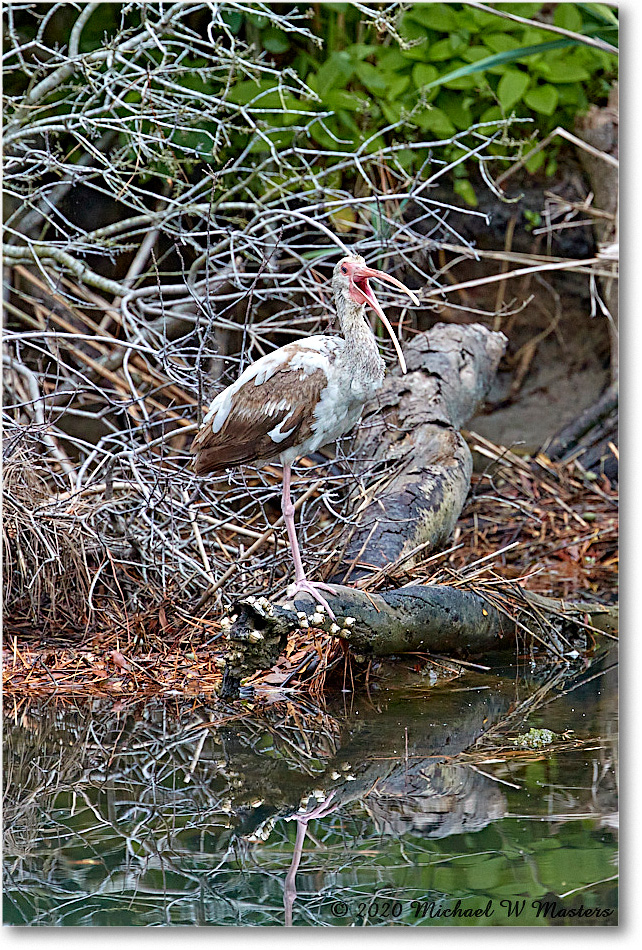 WhiteIbis_2020Jun20_4DXB7446 copy