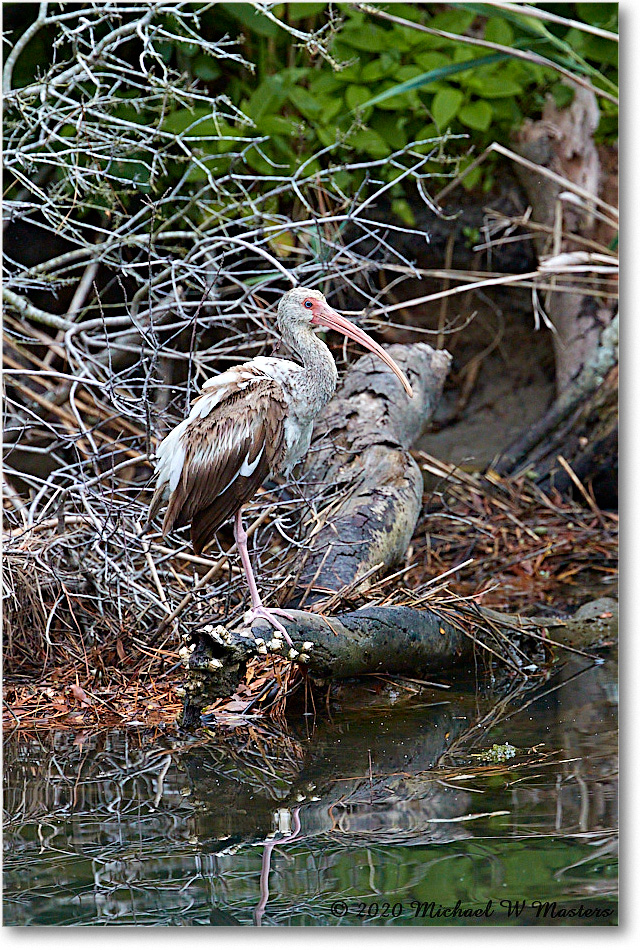 WhiteIbis_2020Jun20_4DXB7499 copy