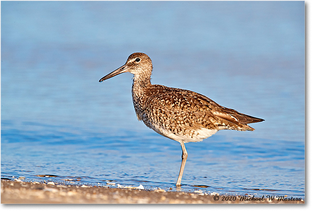 Willet_2020Jun20_3DXA4153 copy