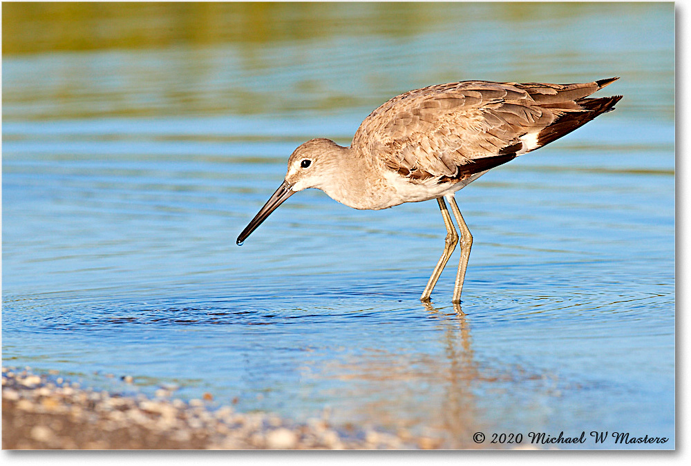 Willet_2020Jun20_3DXA4192 copy