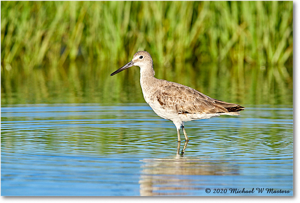 Willet_2020Jun20_3DXA4235 copy