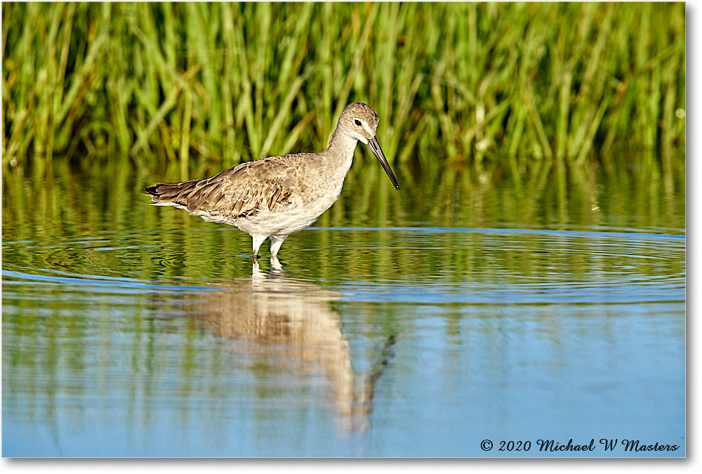 Willet_2020Jun20_3DXA4246 copy