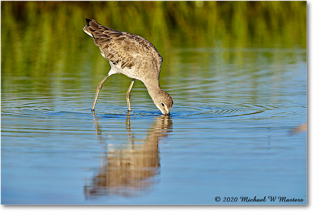 Willet_2020Jun20_3DXA4277 copy