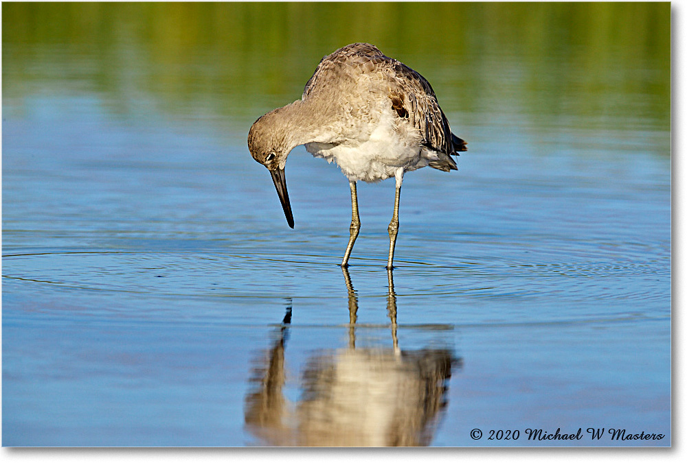 Willet_2020Jun20_3DXA4283 copy